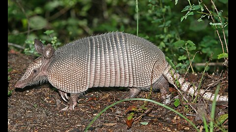 Armadillos