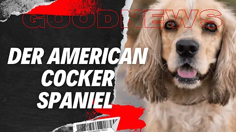 Der American Cocker Spaniel #AmericanCockerSpaniel #Hund #Hunderasse #Familienhund #goodnews #tiere