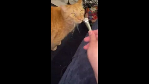 Voice cat