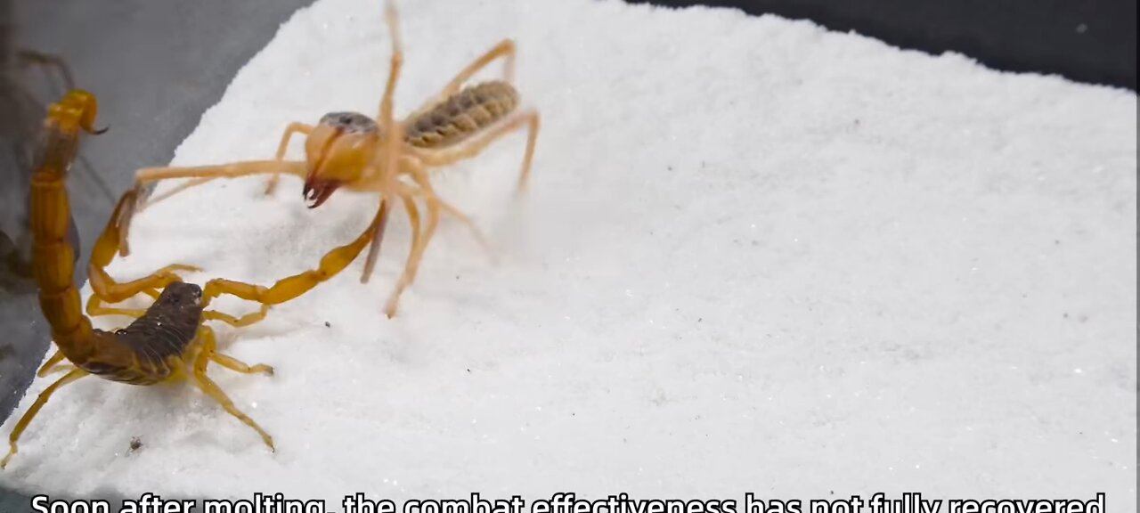 Spider vs Scorpion (part 1) 💀Hard fight😱