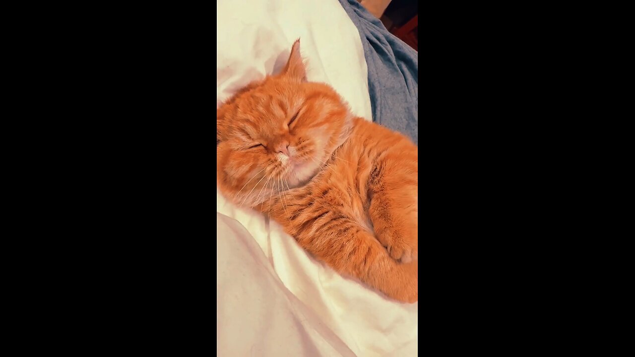 Cute Meow 😍 #cat #funny #trending #trending #fyp #fypシ #trend