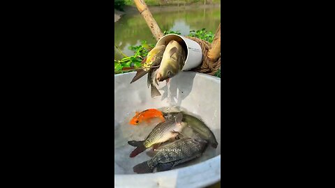 Really amazing plastic pipe fishing trap _fishingtrap _fishvideo _shorts