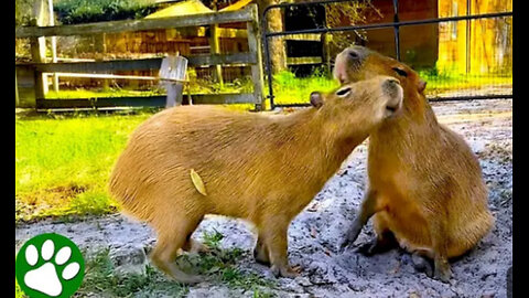 big rodents with even bigger personalities
