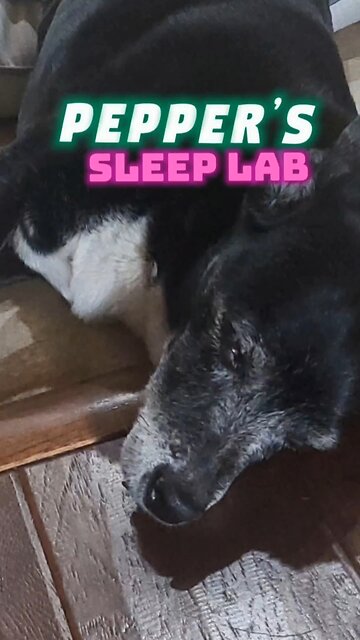 Pepper’s Sleep Lab This is advanced. She’s a sleep technician. The floor is part of the study.