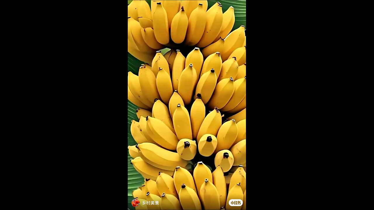 banana