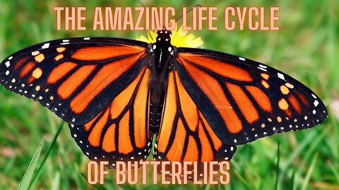 The Amazing Life Cycle of Butterflies | AMZG Kids