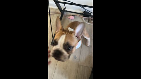 Nemo The Frenchie