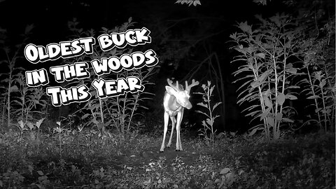 The oldest Buck i've seen so far in 2025