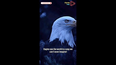 Eagles Have Superpowers! Their Vision Will Shock You! #nature #wildlife