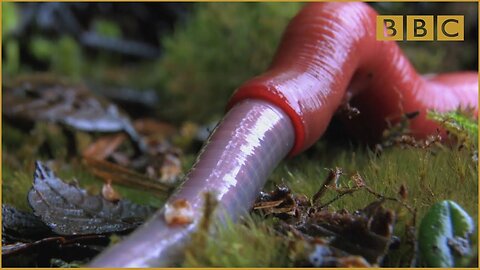 Monster leech swallows giant worm Wonders of the Monsoon: Episode 4 - BBC