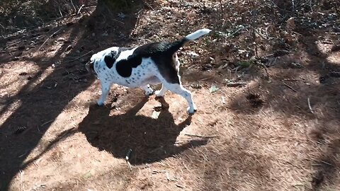 Bandit