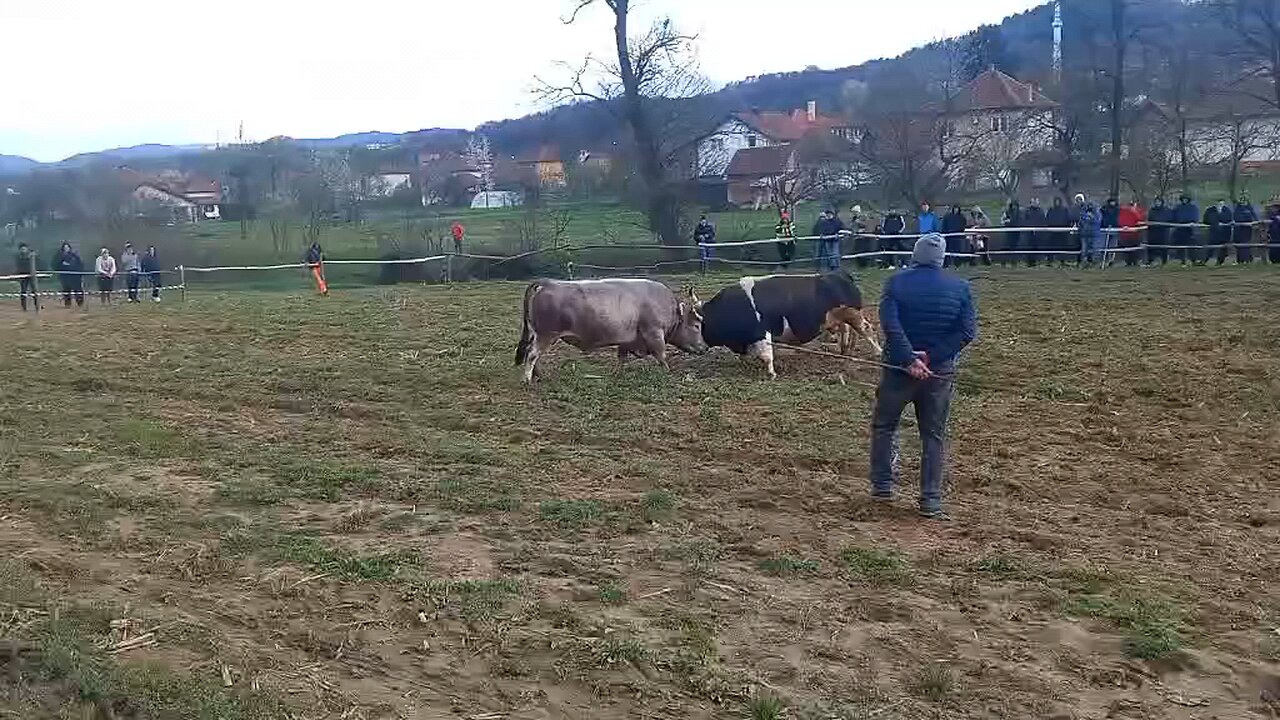 Krilan od Valjevca vs Lugo od Čosića 2025