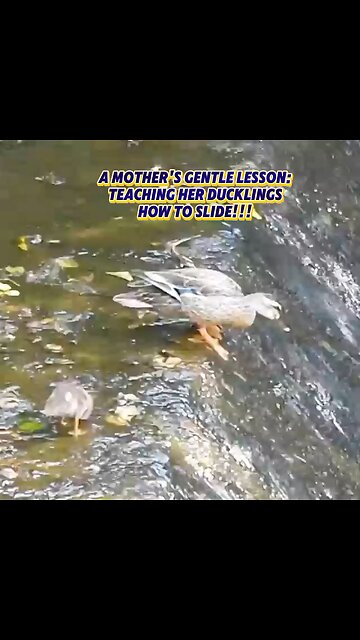 A Mother's Gentle Lesson: Teaching her Ducklings How to Slide!!!