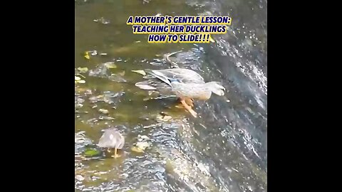 A Mother's Gentle Lesson: Teaching her Ducklings How to Slide!!!