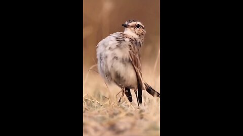 Beautiful and cute bird