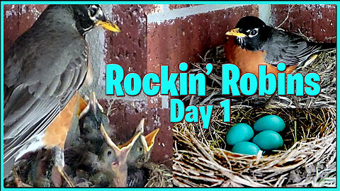 Four Fledgling Robins in the Nest - Day 1 Bird Watching