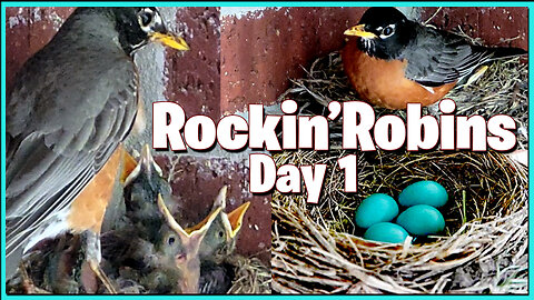 Four Fledgling Robins in the Nest - Day 1 Bird Watching