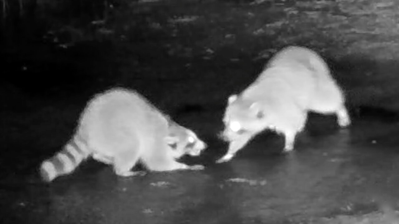 Raccoons Communicating in a Stream