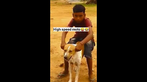 High speed moto 😜#funnydog,