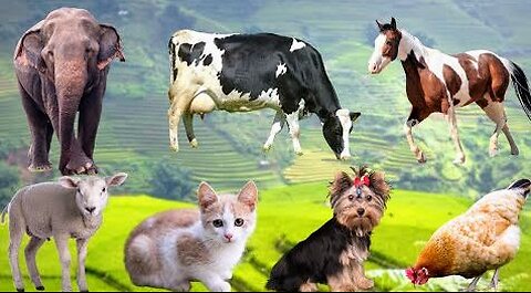 Collection of cute animal sounds Chicken, Dog, Sheep, Cat, Horse - Cute Animal Moments