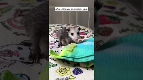 The girl found a possum in the woods and became his mom