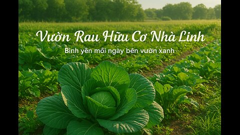 Hái cà chua - Pick tomatoes