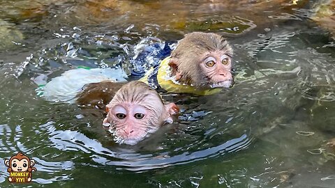 Monkey YiYi so surprised to see YinYin's excellent swimming skills