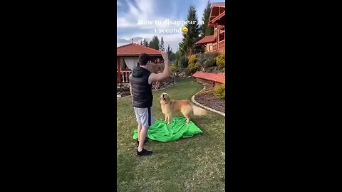 Compilation of dogs getting tricked by their owners😂