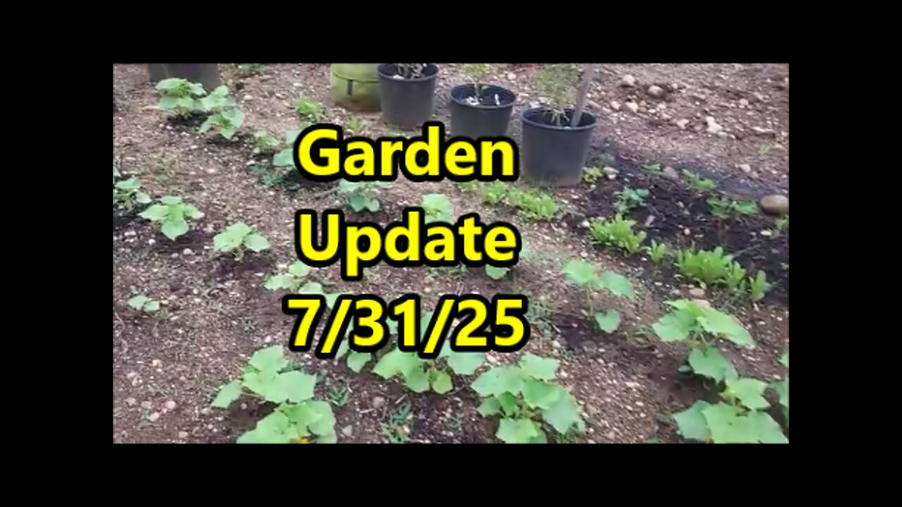 Homestead and Garden Update | Chicken Update
