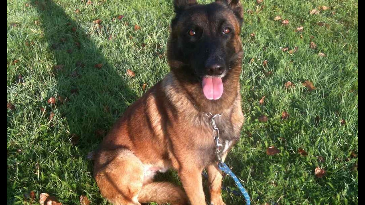And Now for Some Good News Dozens of Abused Belgian Malinois Freed