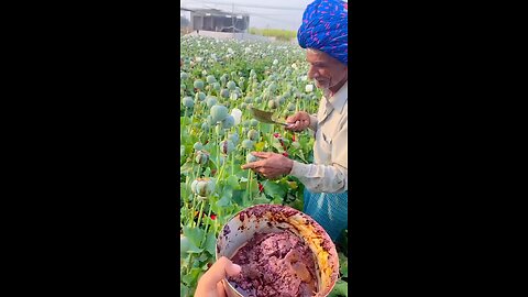 opium farm