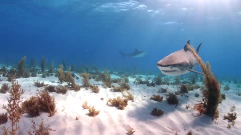Diving with Tiger Sharks