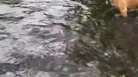 Woe Day 73. I am in the ark. Waiting for GOD to open the Door for a spring/summer Pentecost rapture