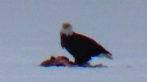Bald Eagle