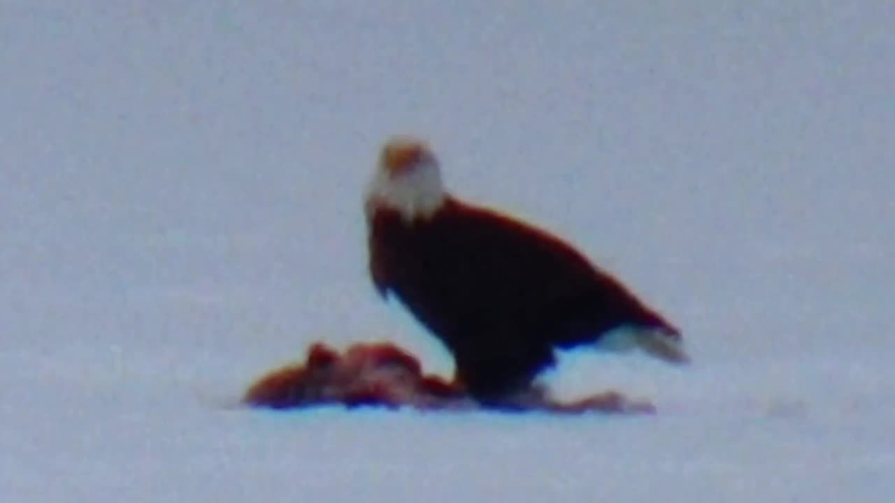 Bald Eagle