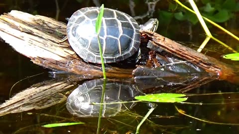 Painted Turtle