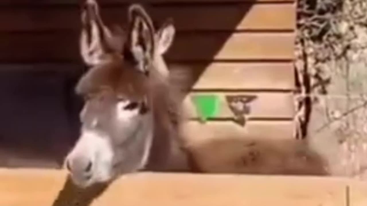 When you dream of being a racehorse, but your legs are like a donkey's 😅