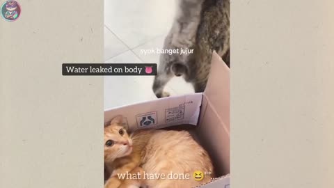 You won't stop laughing