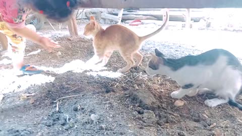 Adorable Egyptian Cats Playing & Eating – Cutest Moments Ever!"