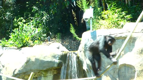 The Wendi primate bnkywuv creature meets BONOBOS for the FIRST TIME!