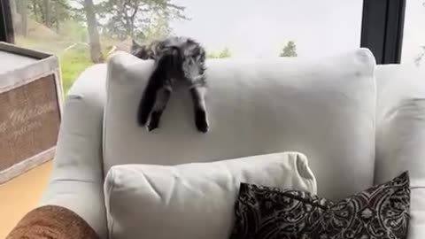 Cats World