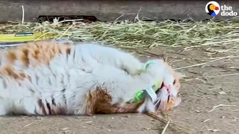vicious outdoor cat turns out to be 100% perfect