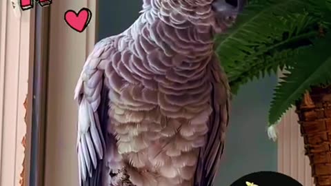 parrot says i love you mummy im a jedi 😂🦜💫 cutest jedi in the galaxy
