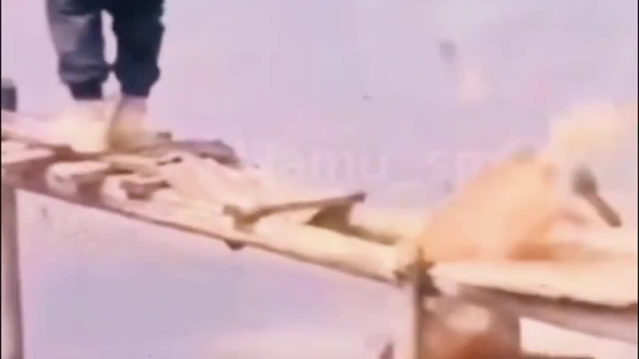 Funny Animal Videos 10
