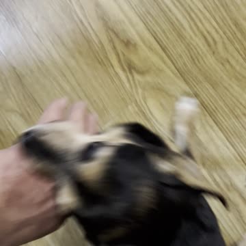 My Friend's Little Dog LOL