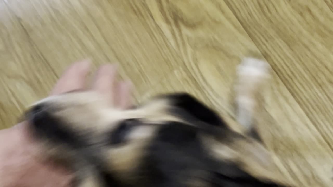 My Friend's Little Dog LOL