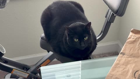 Cute Precious Piper Supervises While on the Exercise Bike - My Adopted Shelter Cat Vlog