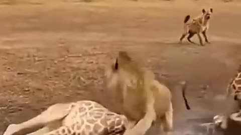 Giraffe's EPIC Save! Lion Gets KO'd by a Jump Kick