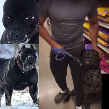 This guy couldn’t control his Cane Corso luckily it had a muzzle on.