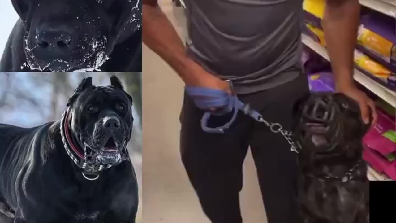 This guy couldn’t control his Cane Corso luckily it had a muzzle on.